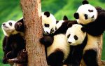 Pandabären