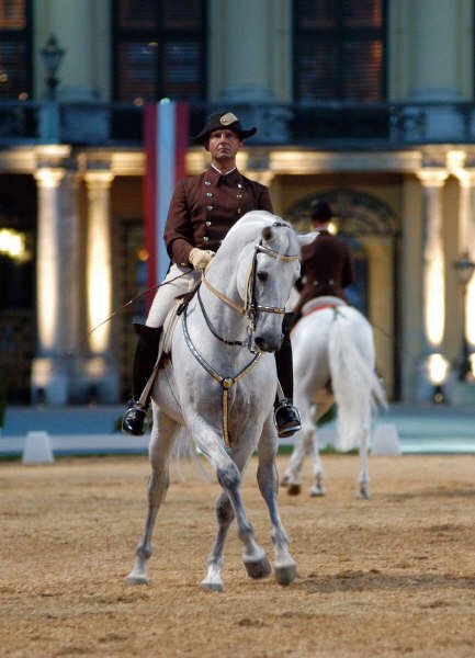 Lipizzaner der Hofreitschule Wien